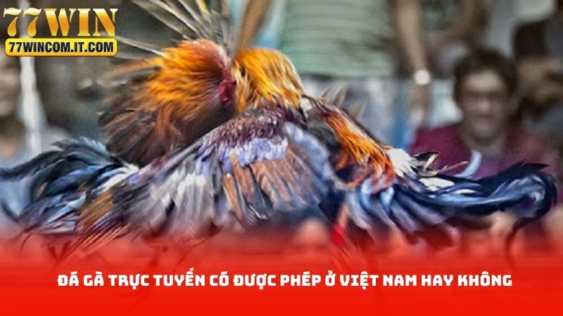 Đá gà trực tuyến có được phép ở việt nam hay không