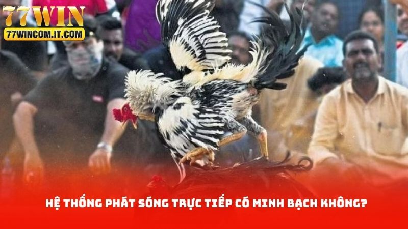 Hệ thống phát sóng trực tiếp có minh bạch không?